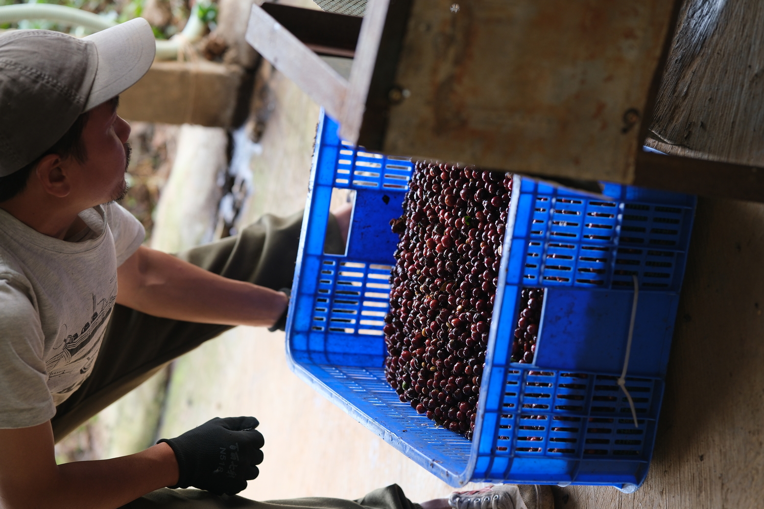 Coffee farm
